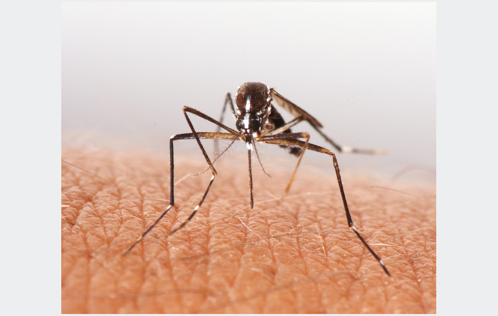 L’épidémie de chikungunya progresse en Martinique et en Guadeloupe