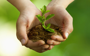 Une plante miraculeuse contre la polyarthrite