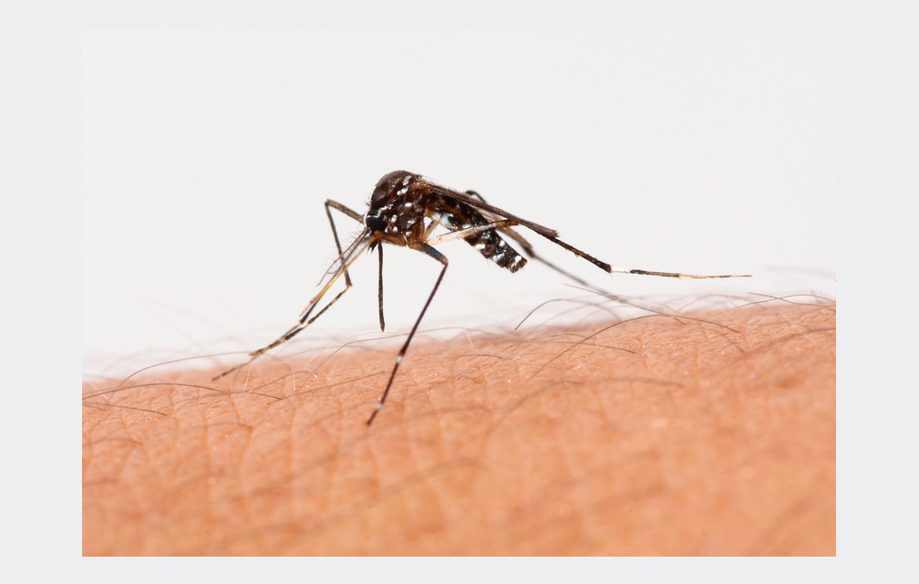 Le risque d’épidémie de chikungunya touche déjà 18 départements