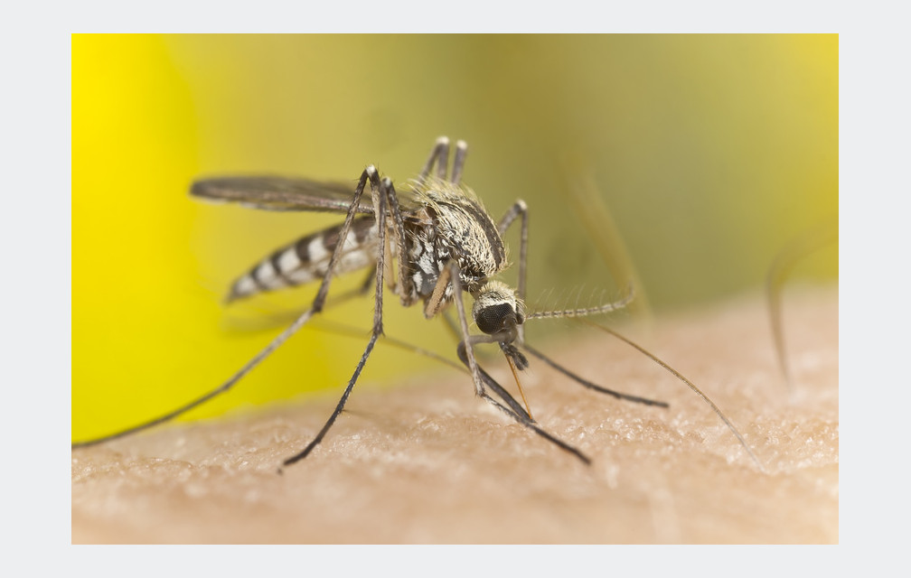 Chikungunya : la guérison est longue