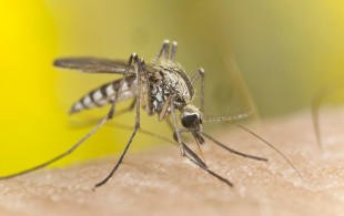 Chikungunya : la guérison est longue