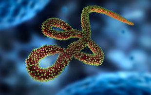 Ebola : les recommandations de la DGS