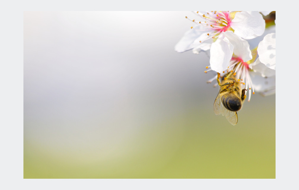 Les pollens dans les starting-blocks !