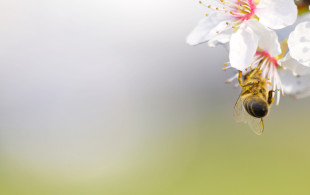 Les pollens dans les starting-blocks !