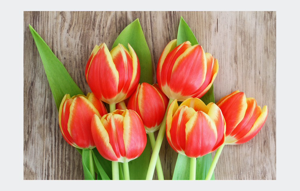 Des tulipes contre le cancer