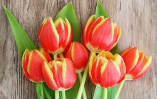 Des tulipes contre le cancer