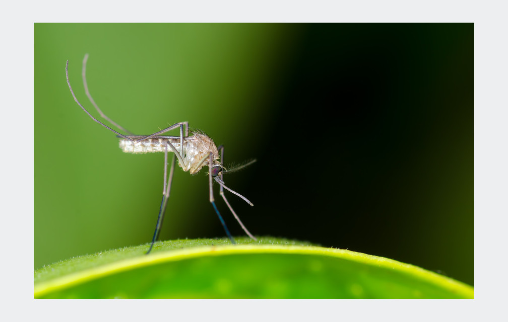 Zika : un risque « réel » sur toute la France