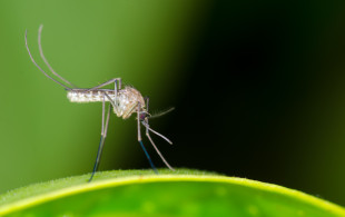 Zika : un risque « réel » sur toute la France