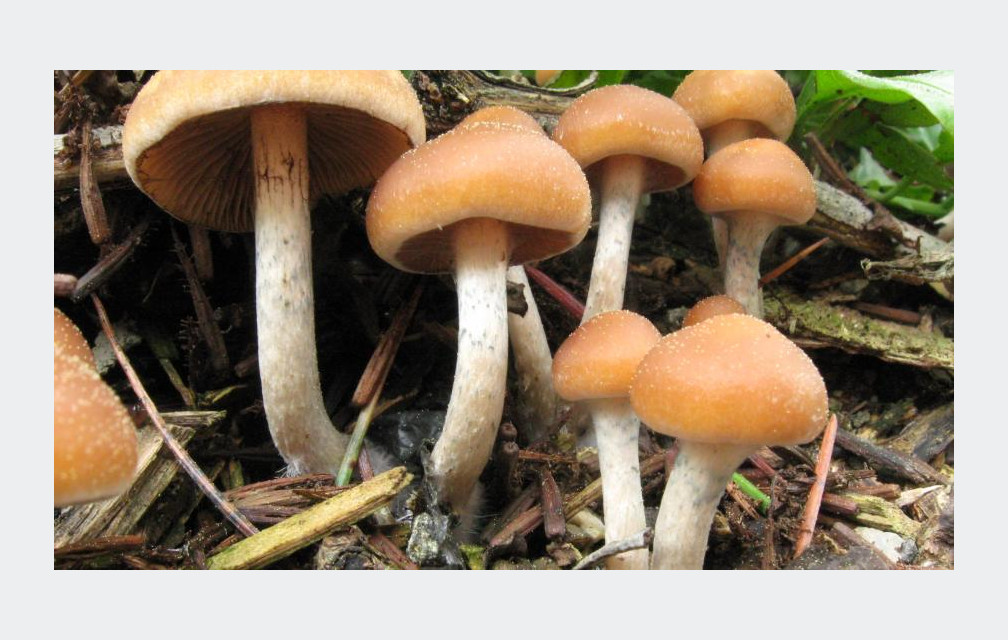 Les champignons hallucinogènes qui aident les malades ?