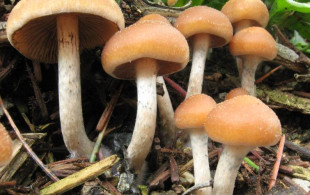 Les champignons hallucinogènes qui aident les malades ?