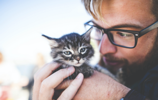 Vétérinaire : les calmants pour chats en pharmacie 