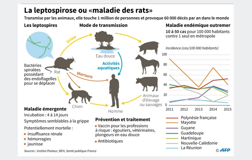 « La maladie du rat » : alerte à la leptospirose