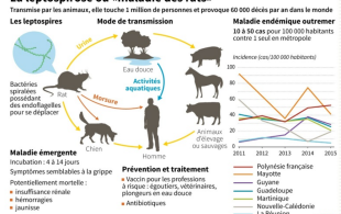 « La maladie du rat » : alerte à la leptospirose