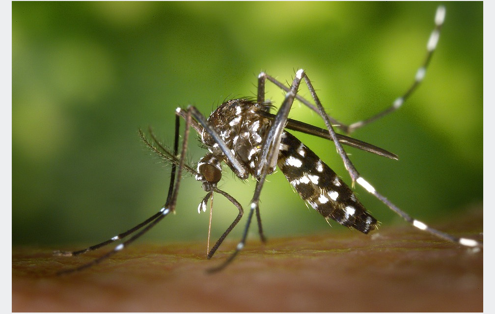 Les gestes à connaitre pour éviter les piqures de moustiques tigres