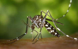 Les gestes à connaitre pour éviter les piqures de moustiques tigres