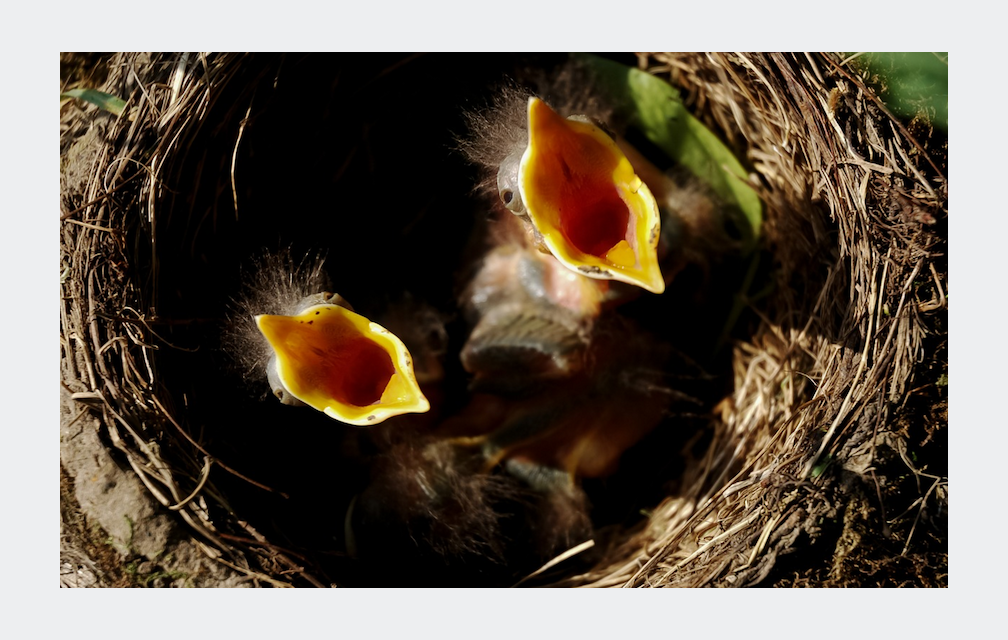 Faim en permanence ? Remplacer le grignotage par la collation !