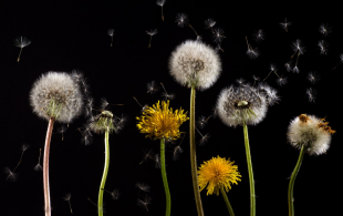 Pollen : à la folie, pas du tout !