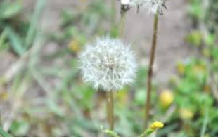 Alerte élevée aux pollens de graminées en France cette semaine