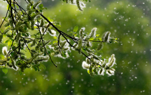 Allergies aux pollens : 26 départements en alerte rouge